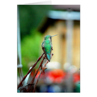 Carte de colibri de Buena Vista le Colorado