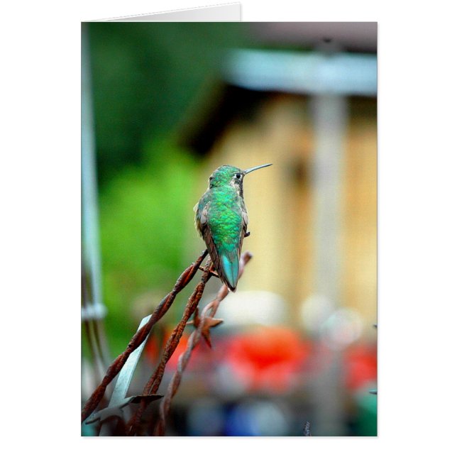 Carte de colibri de Buena Vista le Colorado (Devant)