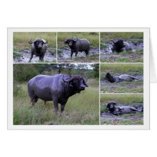 Carte de collage de bain de boue du Cap Buffalo