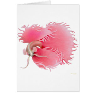 Carte de combat siamoise rouge de poissons