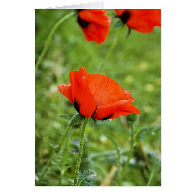Carte de coquelicot (Devant)