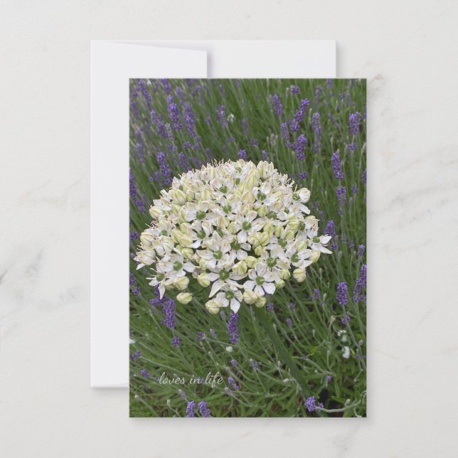 Carte De Correspondance Allium blanc et fleurs lavande (Devant)