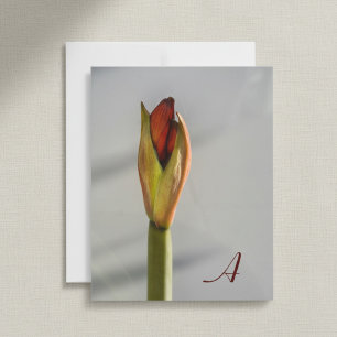 Carte De Correspondance Amaryllis Rouge Bourgeon Élégant Minimaliste Photo