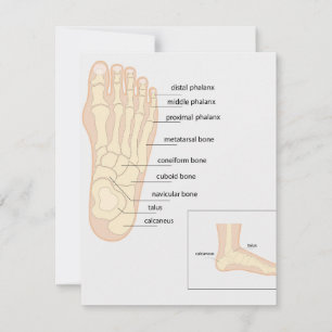 Carte De Correspondance Anatomie du pied humain