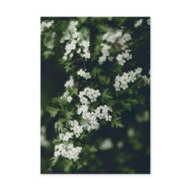 Arbre en fleurs vert foncé et blanc et nom personn