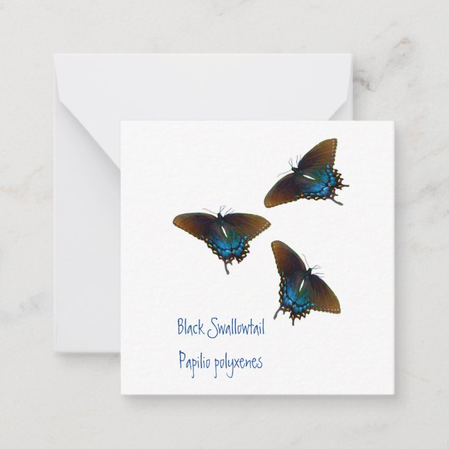 Carte De Correspondance Art papillon noir Swallowtail (Devant)