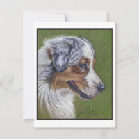 Australian Shepherd, Blue Merle,