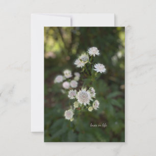 Carte De Correspondance Belle Fleur d'été blanche
