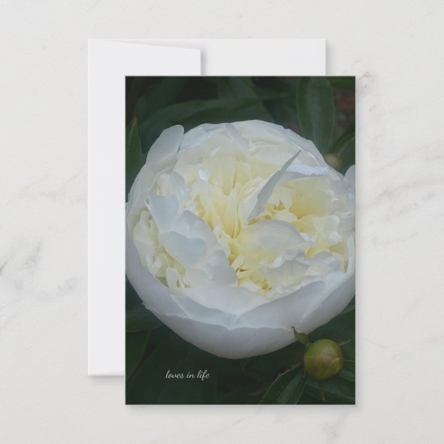 Carte De Correspondance Belle Peony Blanc (Devant)