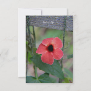 Carte De Correspondance Belle Vigne De Jardin