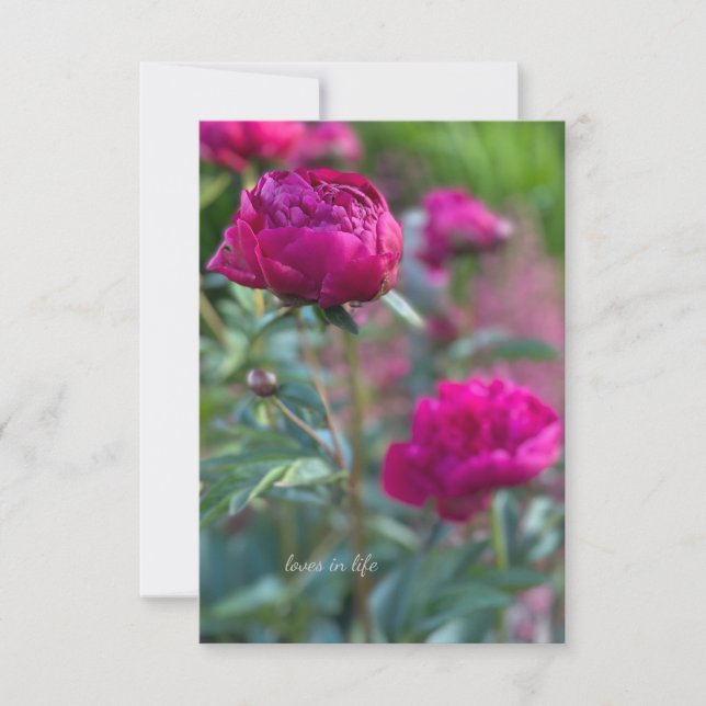 Carte De Correspondance Belles Peonées de Jardin Rose Profond (Devant)