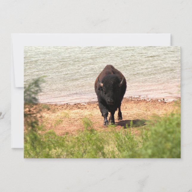 Carte De Correspondance Bison à l'eau (Devant)