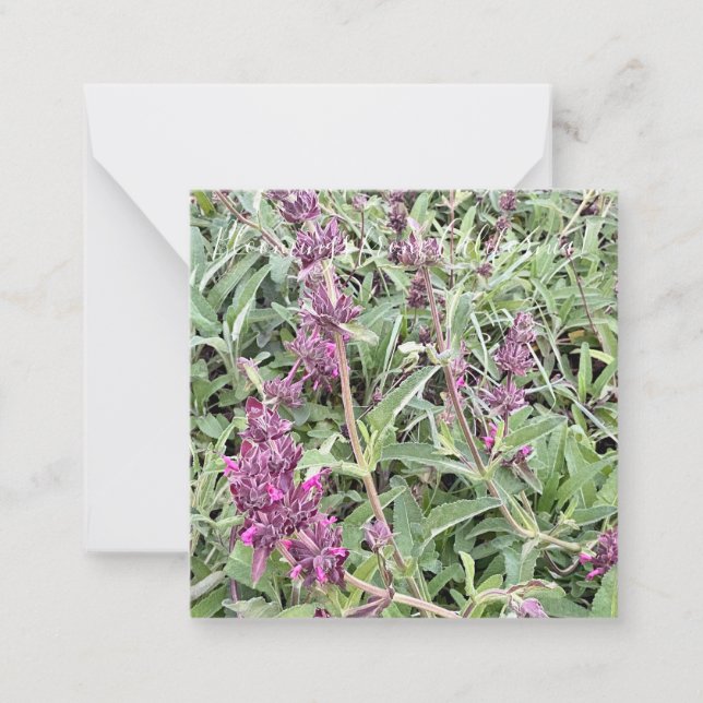 Carte De Correspondance Bloomings de Californie : Hummingbird Sage (Devant)