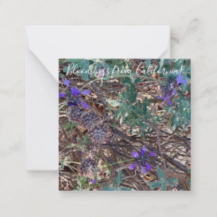 Carte De Correspondance Bloomings de Californie : Purple Sage