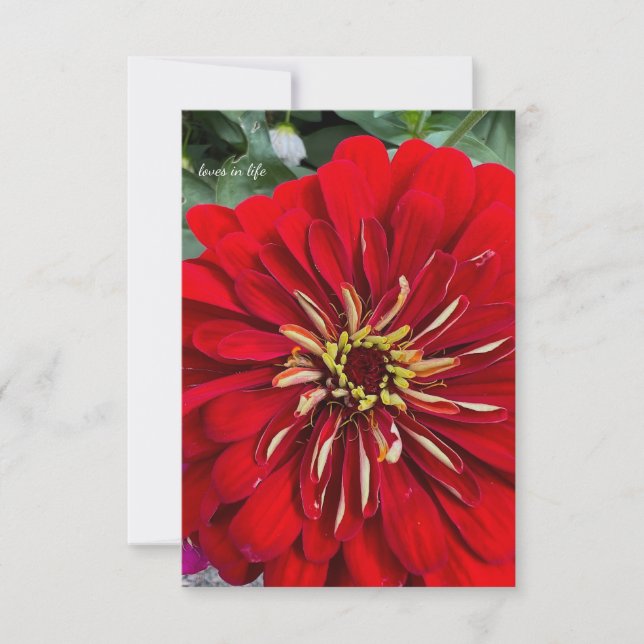 Carte De Correspondance Bonne Petite Zinnia (Devant)