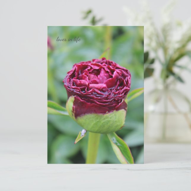Carte De Correspondance Bourgogne Peony Bud (Debout devant)