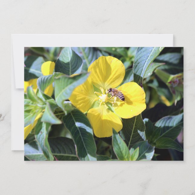 Carte De Correspondance Busy Bee (Devant)