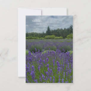 Carte De Correspondance Champ de lavande, Jour nuageux