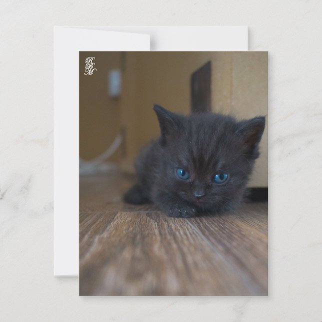 Carte De Correspondance Chaton noir (Devant)