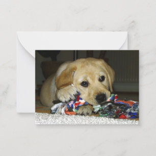 Carte De Correspondance chiot labrador jaune LR avec jouet