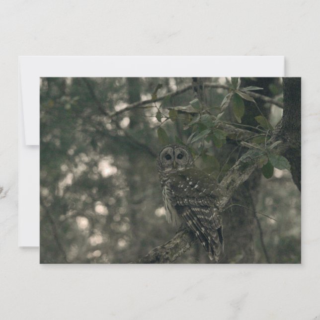 Carte De Correspondance Chouette dans la forêt (Devant)