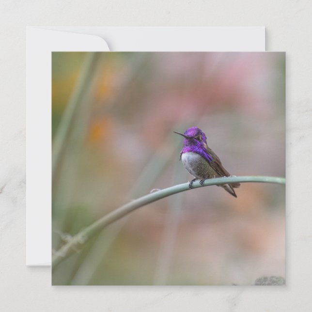 Carte De Correspondance Colibri aux belles plumes violettes (Devant)