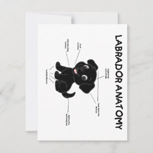 Carte De Correspondance Dessin animé drôle d'anatomie de Labrador Retrieve