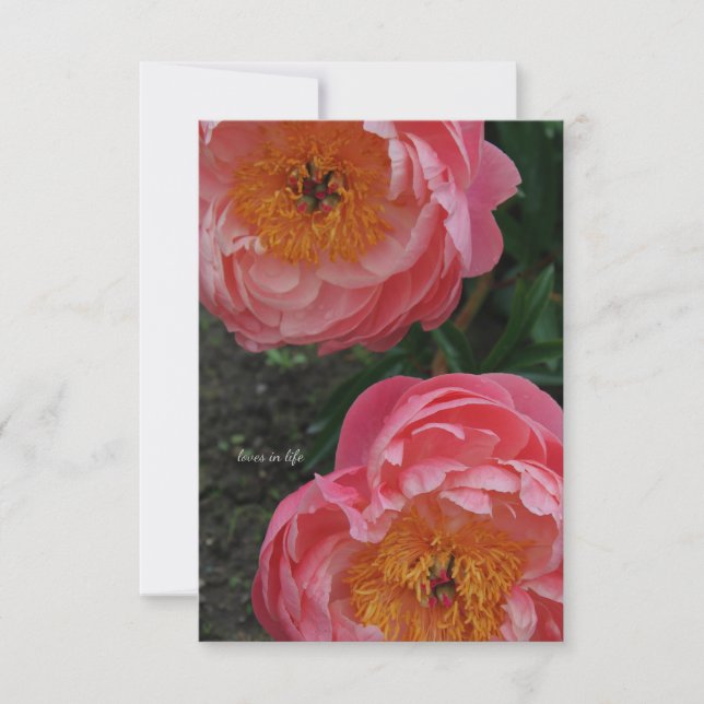 Carte De Correspondance Deux Belles Peonies Roses (Devant)