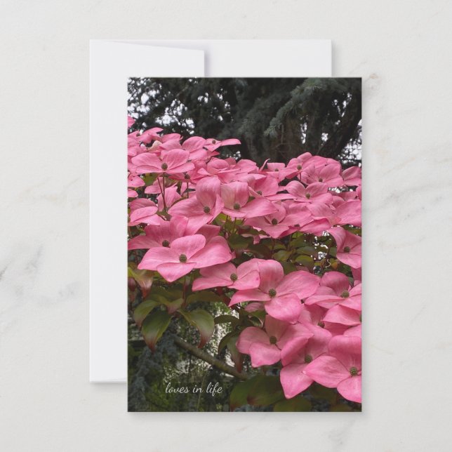 Carte De Correspondance Dogwood rose (Devant)