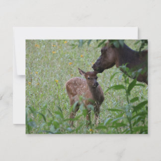Carte De Correspondance Élan et veau – Faune des montagnes Great Smoky