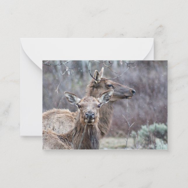Carte De Correspondance Elk neigeux (Devant)