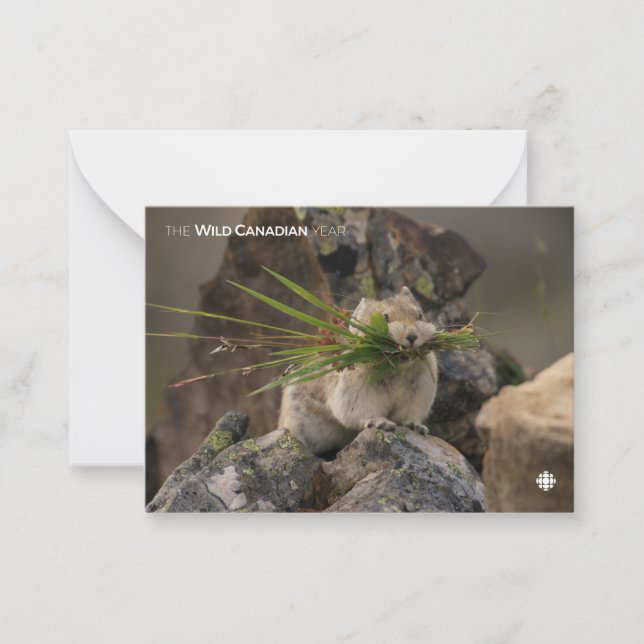 Carte De Correspondance Été - American Pica (Devant)