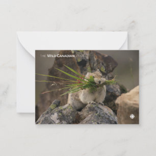 Carte De Correspondance Été - American Pica