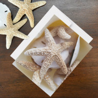 Étoiles de mer et Sand Dollars Photographie de coq