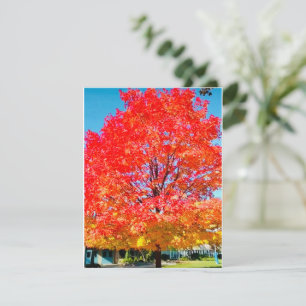 Carte De Correspondance Feu De Vie, Lumineux, Coloré, Arbre En Automne