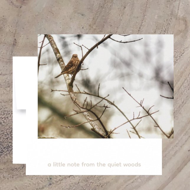Carte De Correspondance Finch in Winter Branches Nature Photography (Créateur téléchargé)