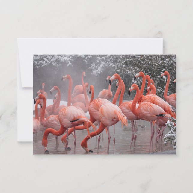 Carte De Correspondance Flamant rose américain (Devant)