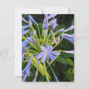 Carte De Correspondance Fleur sauvage