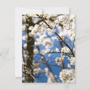 Carte De Correspondance Fleurs blanches devant un ciel blanc