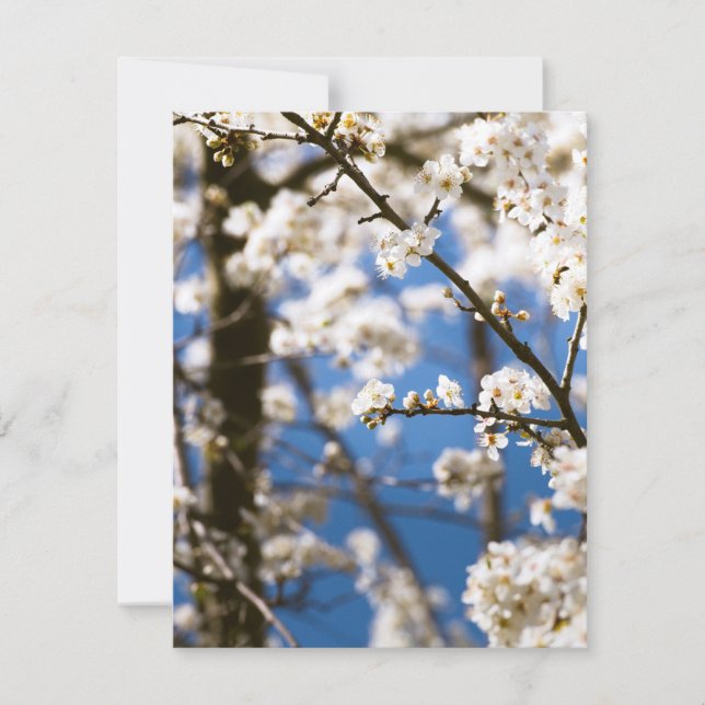 Carte De Correspondance Fleurs blanches devant un ciel blanc (Devant)