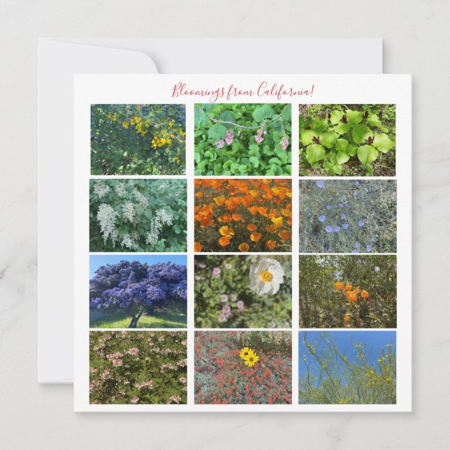 Carte De Correspondance Fleurs de Californie ! (Devant)