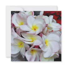 Fleurs de Plumeria aux Bordures Roses – Note de Fl
