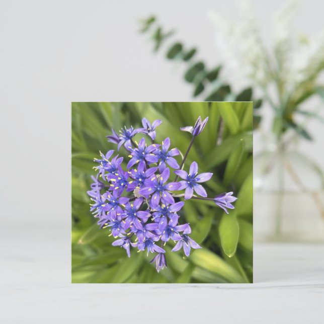 Carte De Correspondance Fleurs de Squill Portugais Closeup Nature Photo (Debout devant)
