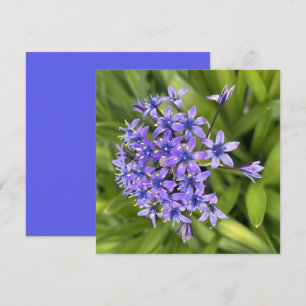 Carte De Correspondance Fleurs de Squill Portugais Closeup Nature Photo
