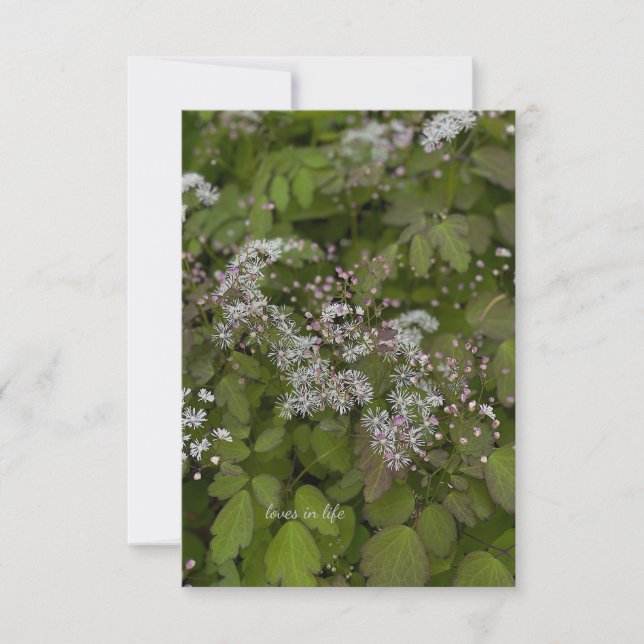 Carte De Correspondance Fleurs d'été blanches délicates (Devant)