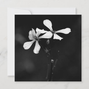 Carte De Correspondance floral noir et blanc minimal