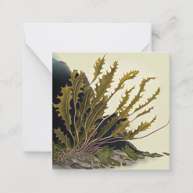 Carte De Correspondance Front de Tidal (Devant)
