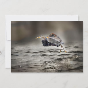 Carte De Correspondance Grande Aigrette Bleue Dansant Au-Dessus du Lac Vid