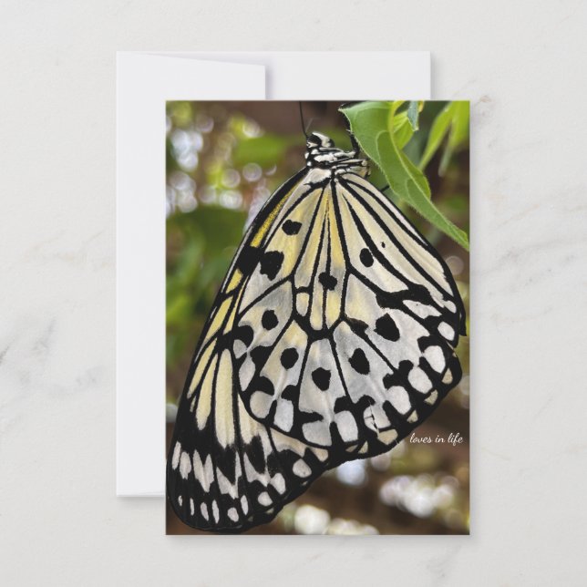 Carte De Correspondance Gros Papillon noir et blanc (Devant)