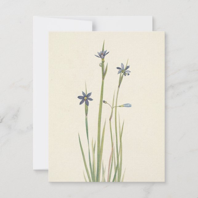 Carte De Correspondance Herbes bleues par Mary Vaux Walcott (Devant)